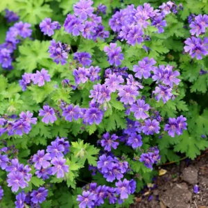 Geranium magnificum 'Rosemoor'