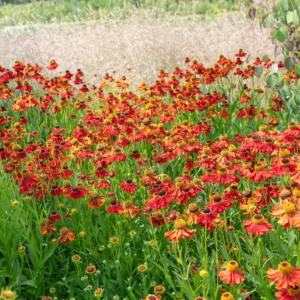 Helenium 'Moerheim Beauty'