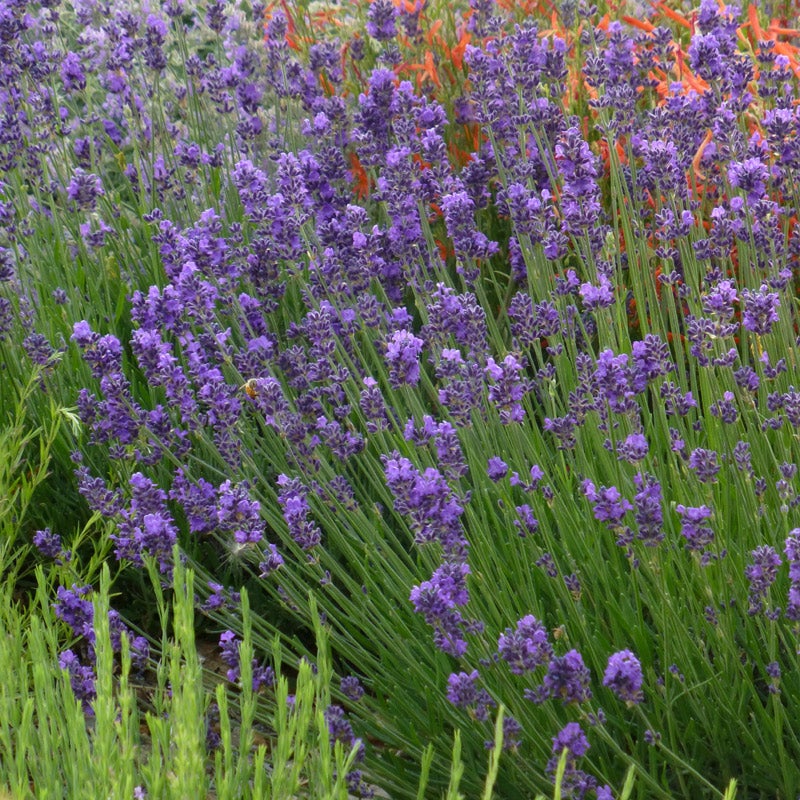 Lavandula angustifolia 'Munstead'