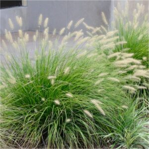Pennisetum alopecuroides 'Little Bunny'