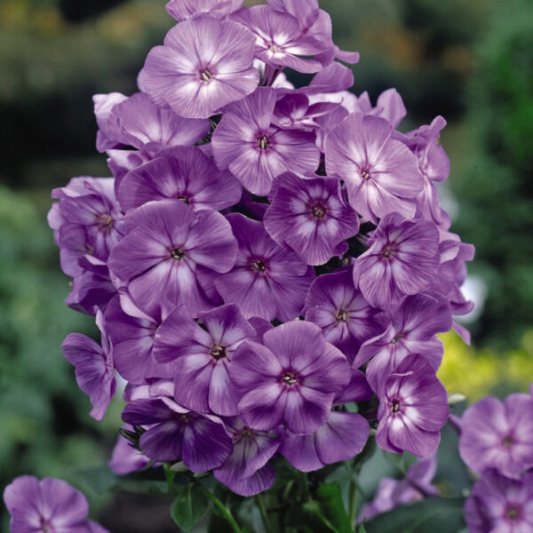 Phlox paniculata 'Amethyst'