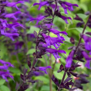 Salvia 'Amistad'