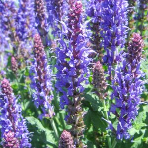 Salvia nemorosa 'Blauhügel'