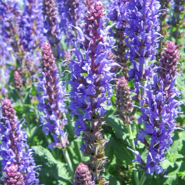 Salvia nemorosa 'Blauhügel'