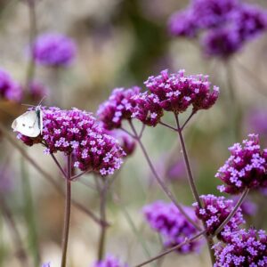 Verbena Bonariensis