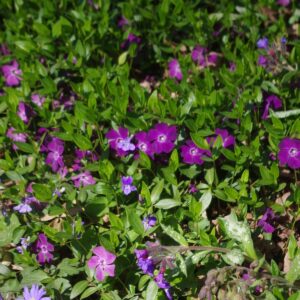 Vinca minor 'Atropurpurea'