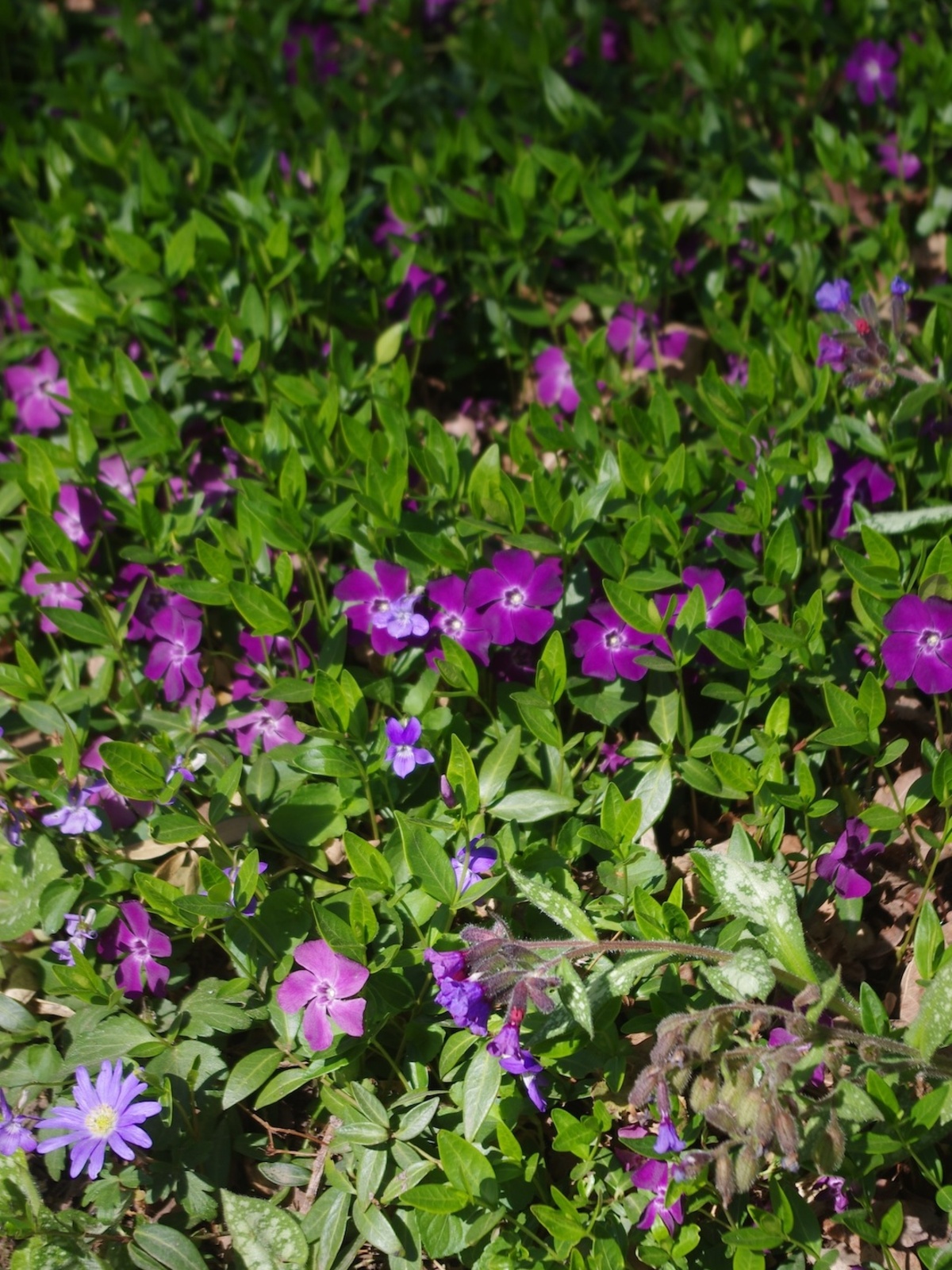 Vinca minor 'Atropurpurea'