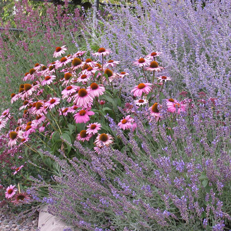 Echinacea purpurea 'Magnus'
