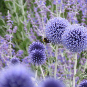 Echinops ritro 'Veitch's Blue'