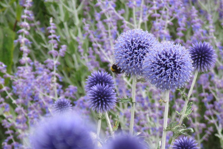 Echinops ritro 'Veitch's Blue'
