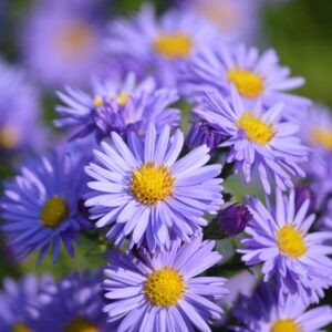 Aster frikartii 'Mönch'