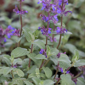 Nepeta Faassenii Grol