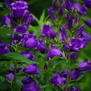Campanula portenschlagiana 'Resholt Variety'