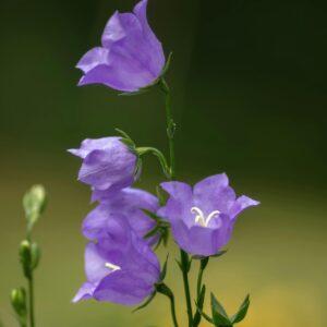 Campanula persicifolia 'Coerulea'