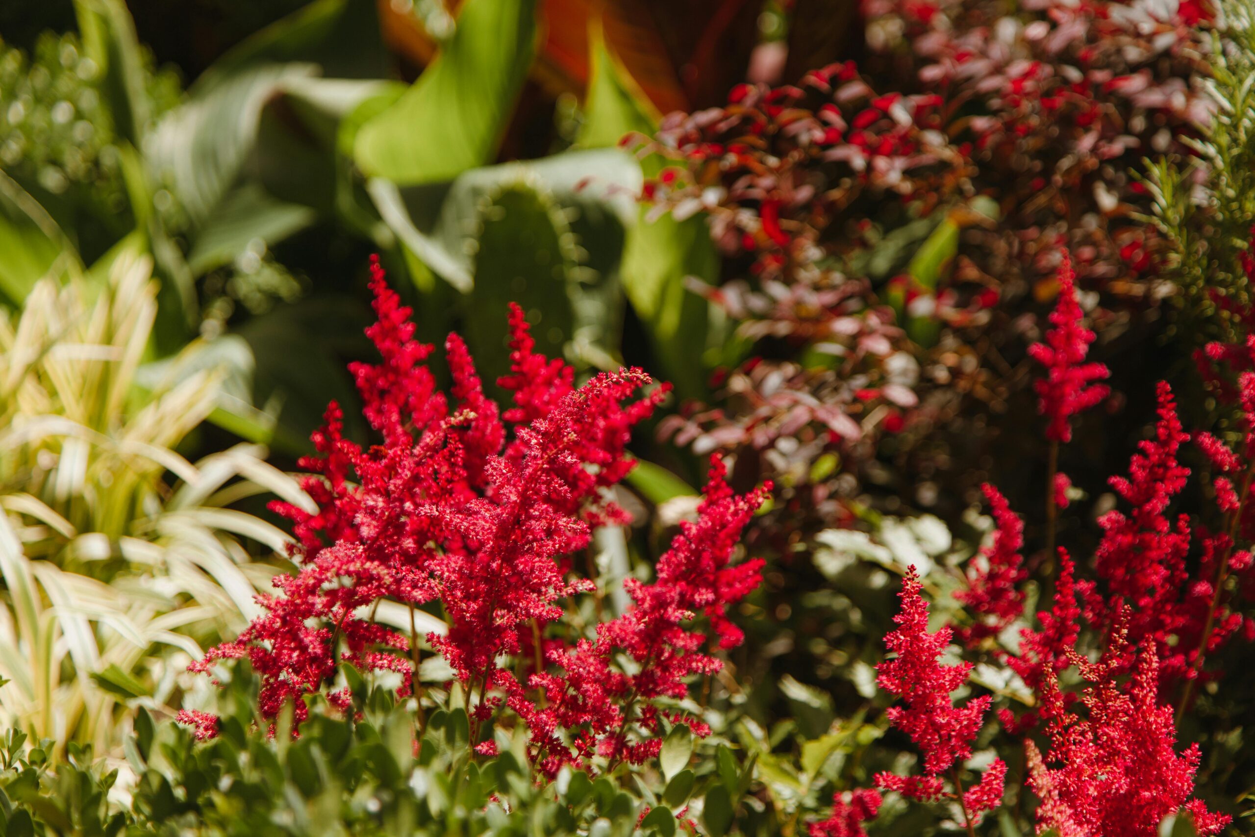 Astilbe 'Fanal'
