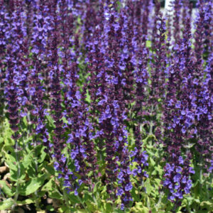 Salvia nemorosa 'Blaukönigin'