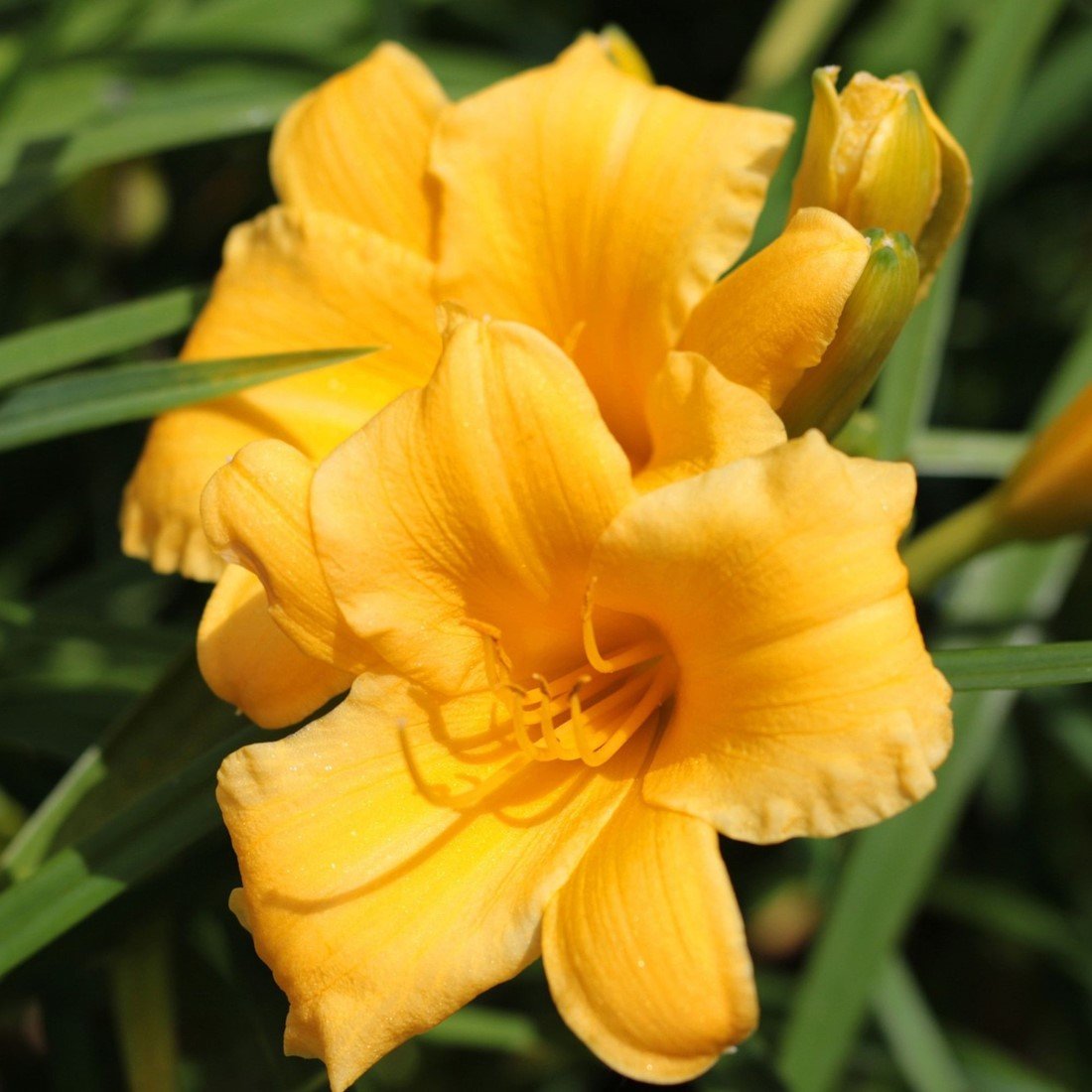 Hemerocallis 'Stella d'Oro'