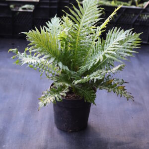 Blechnum Silver Lady