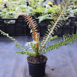 Blechnum Brasiliense