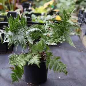 dryopteris erythrosora