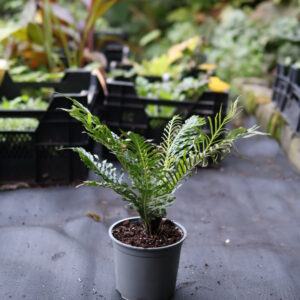 Blechnum Gibbum