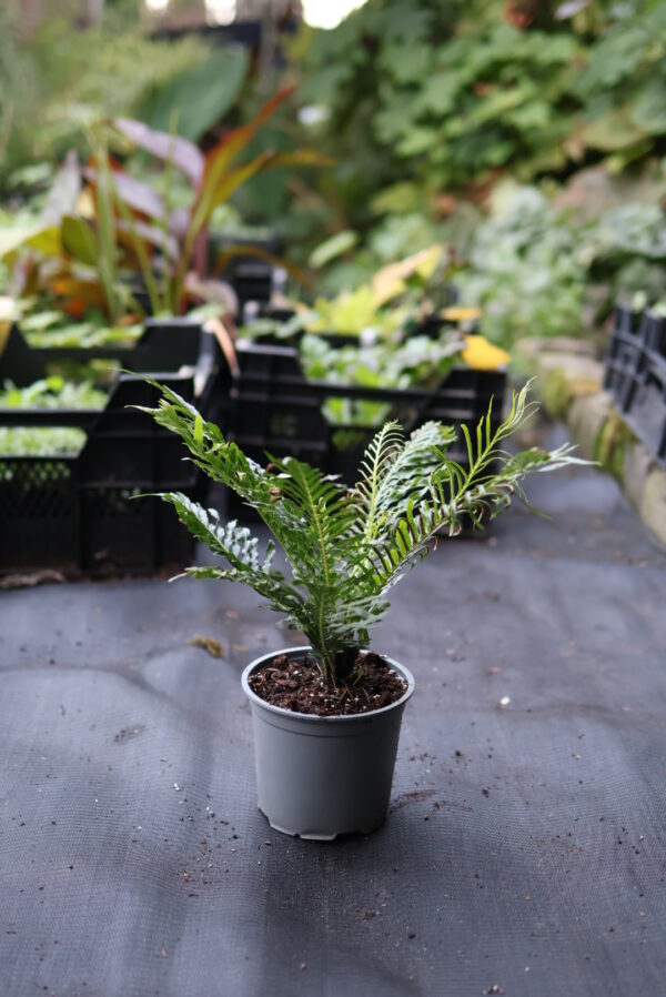 Blechnum Gibbum