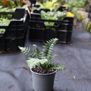 dryopteris atrata