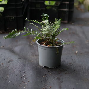 dryopteris affinis cristata the king