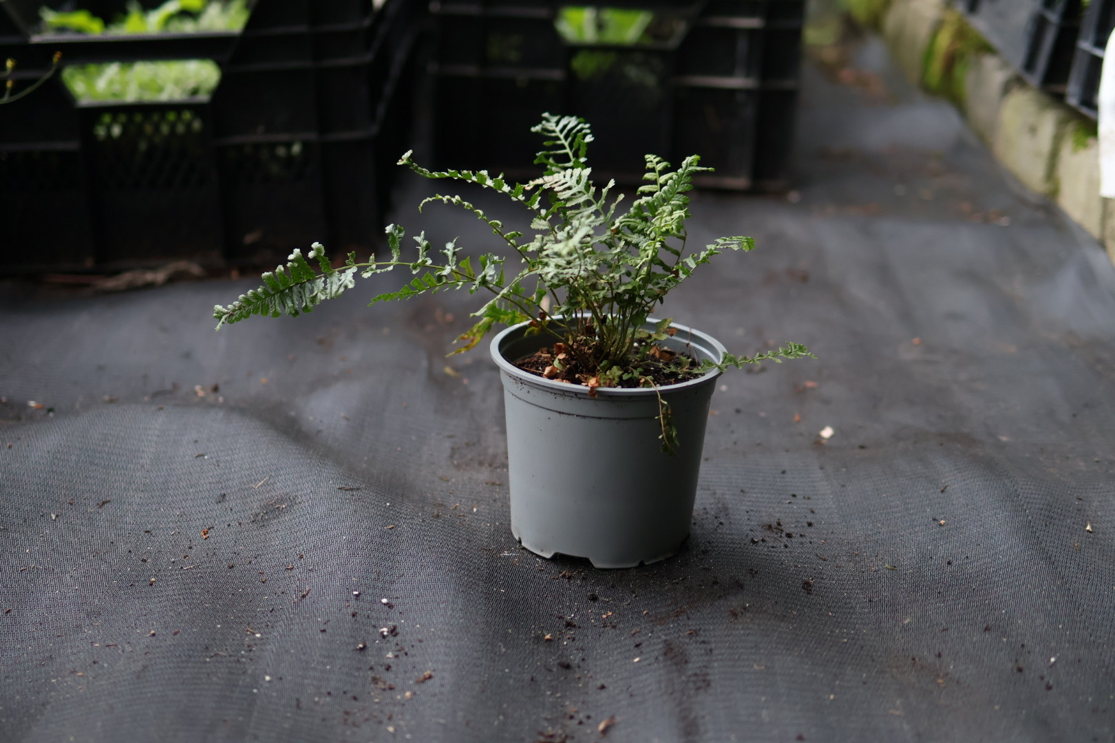 dryopteris affinis cristata the king