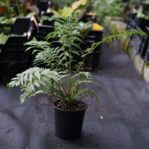 Cyathea Lepifera