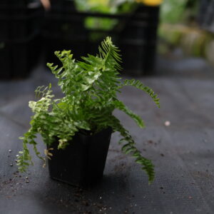 nephrolepis arctic jungle
